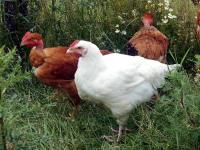 Influenza aviaire hautement pathogène (Agriculture)