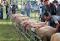 Mouton Charollais