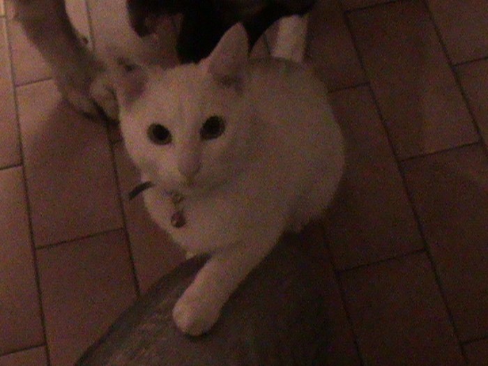 chat perdu 2301132