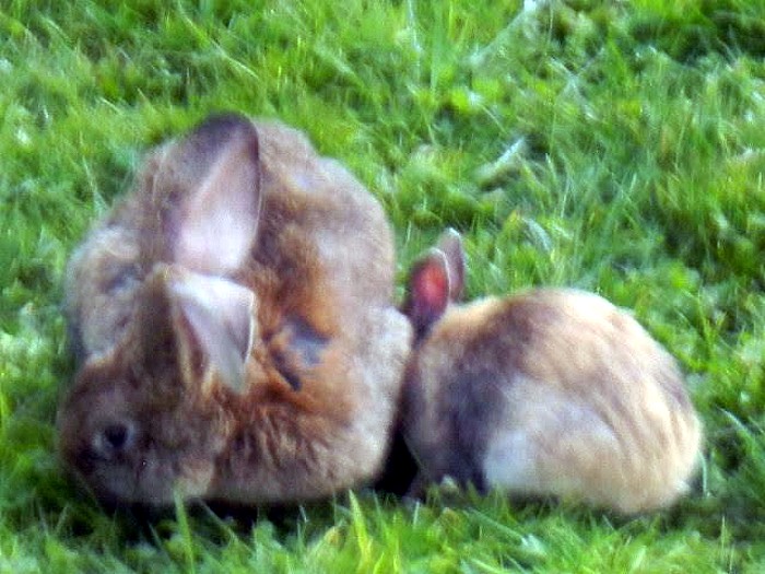 lapin 27 01 162
