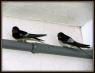 Encore une (belle) histoire d'oiseaux