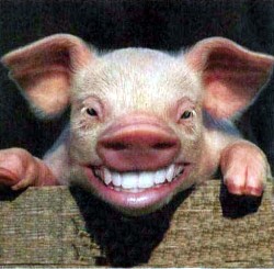 GOURDON FETE COCHON 211110