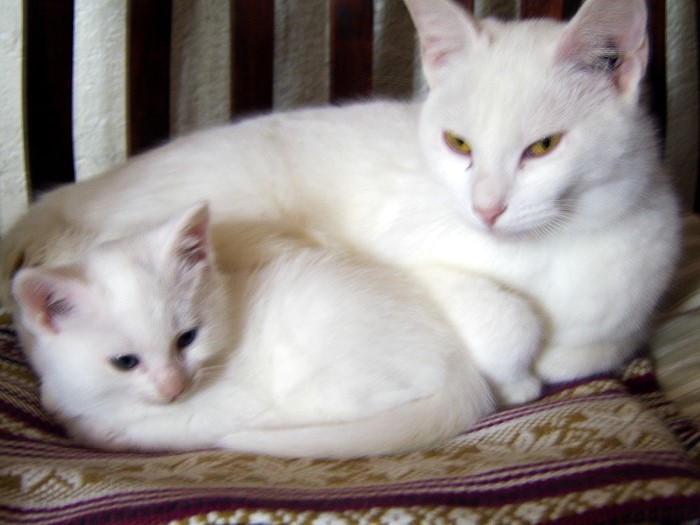 CHATS 19 02 2012