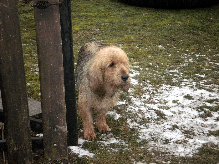 CHIEN 19 02 2012