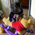 CHIEN 9 04 2012
