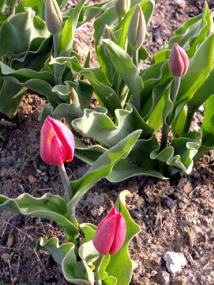 TULIPES 04 04 20121