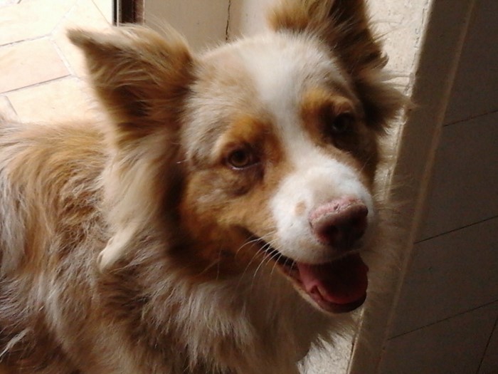CHIEN PERDU 280712