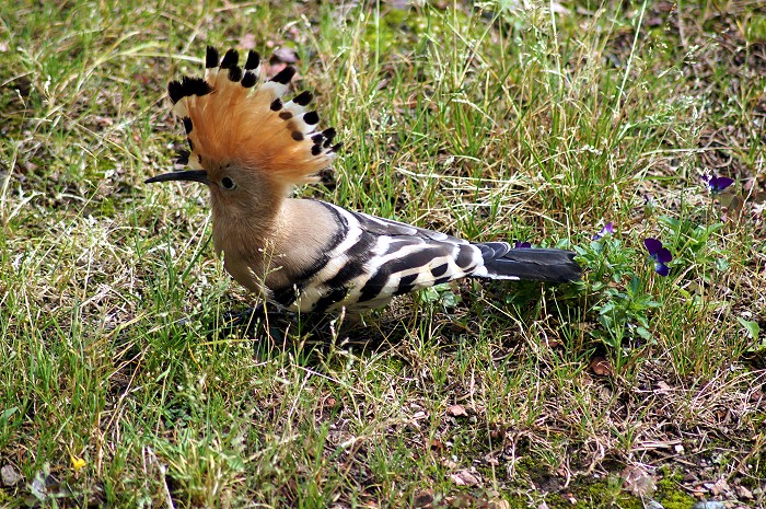 OISEAU 15 07 2012