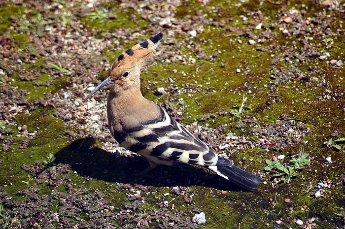 OISEAU 15 07 20121