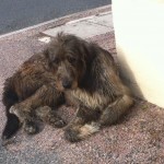 chien trouve 090712