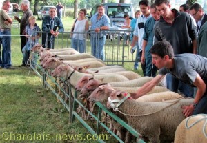Mouton Charollais