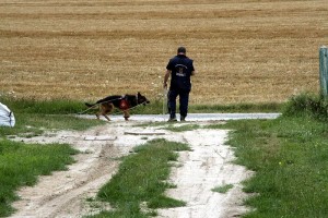 12e Nationale de Travail des Bergers Allemands (Cynophilie)