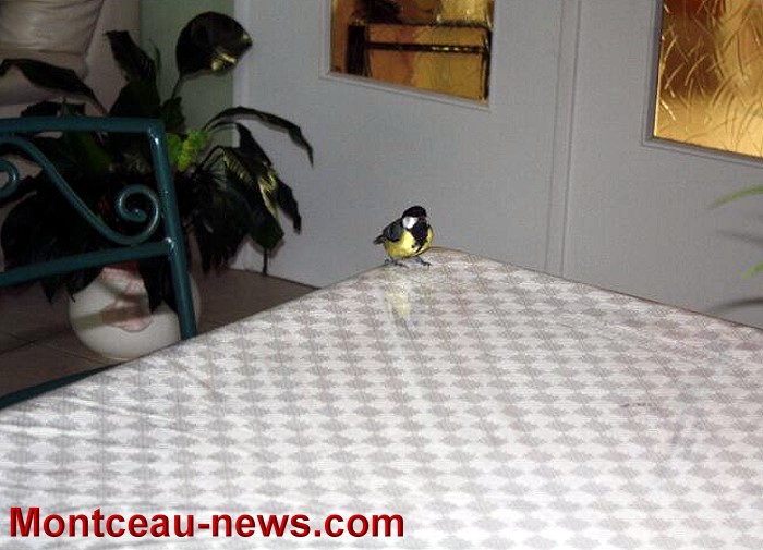 OISEAU 16 08 2012