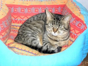 Du côté des «Cat Patt»