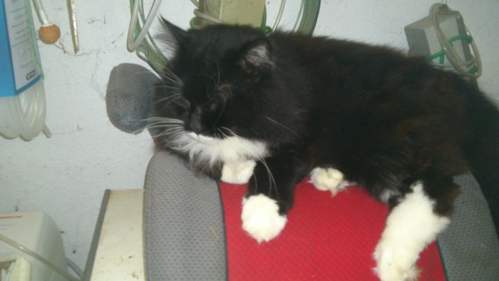chat perdu 1008123