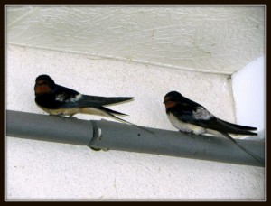 Encore une (belle) histoire d’oiseaux