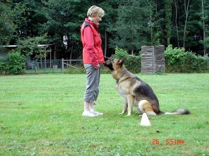 12e National de travail des bergers allemands (Cynophilie)