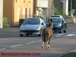 Insolite (Montceau-les-Mines)