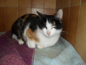 Du côté des «Cat Patt»