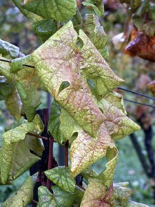 Alerte à la flavescence dorée de la vigne en Saône-et-Loire