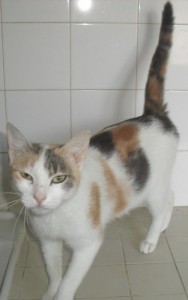 Du côté des «Cat Patt»