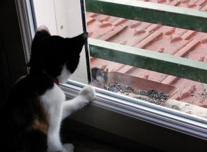 Nouvelle rubrique du dimanche