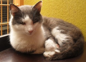 Du côté des «Cat Patt»