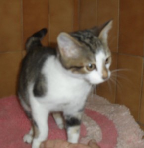 Du côté des «Cat Patt»
