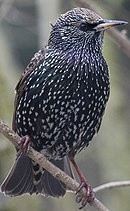 bernard l oiseau 2511124