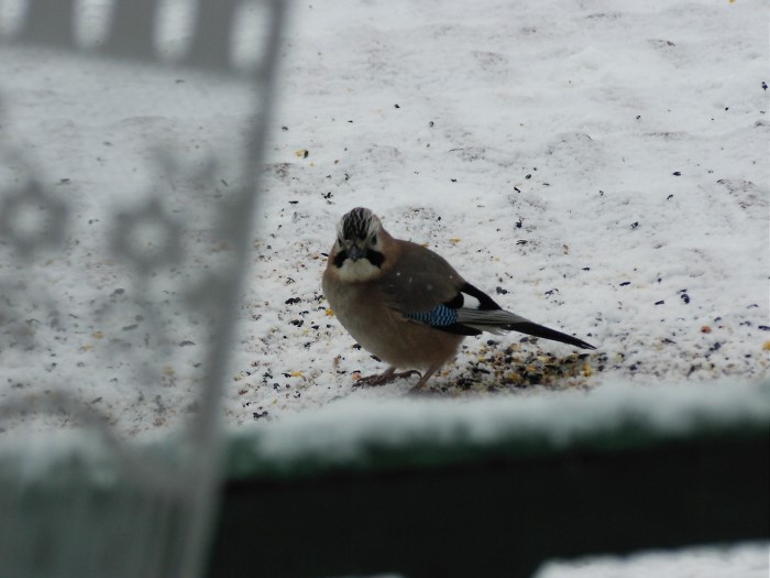 bernard l oiseau 2511125