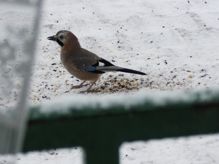bernard l oiseau 2511126