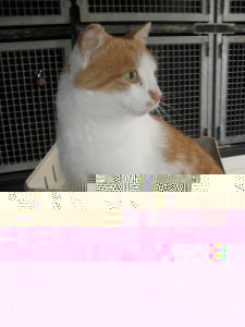 « Je recherche mon maître »