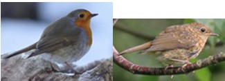 bernard l oiseau 09121216