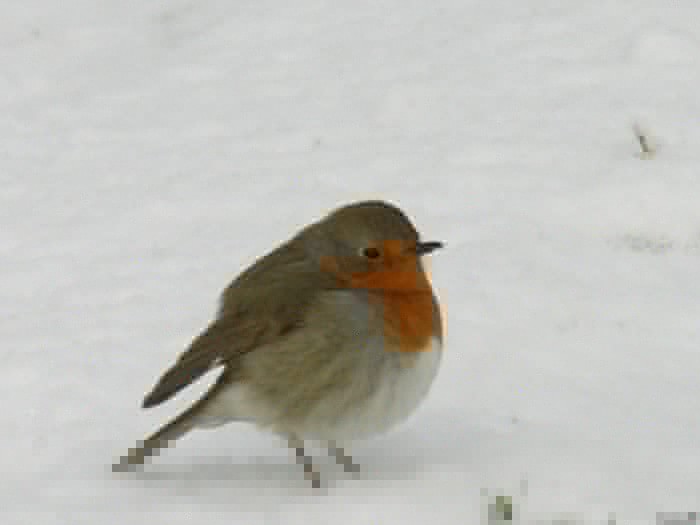 bernard l oiseau 09121218