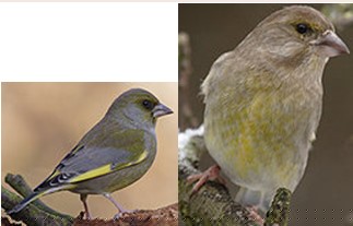 bernard l oiseau 0912123