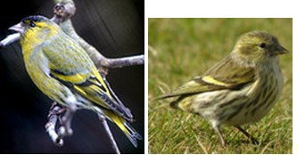 bernard l oiseau 0912125