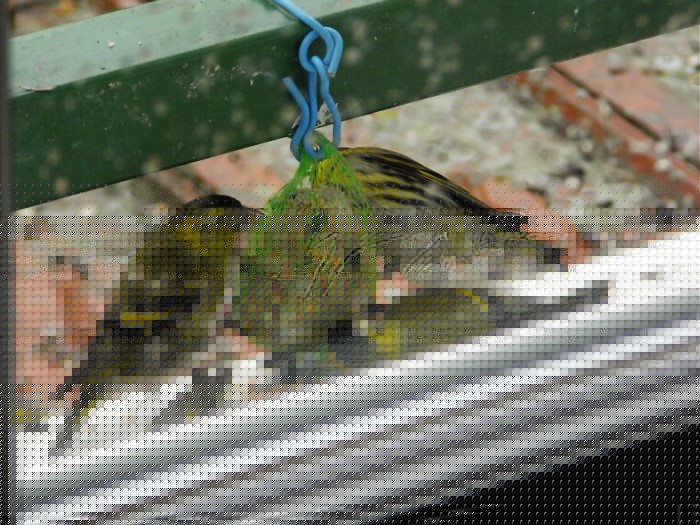 bernard l oiseau 0912128