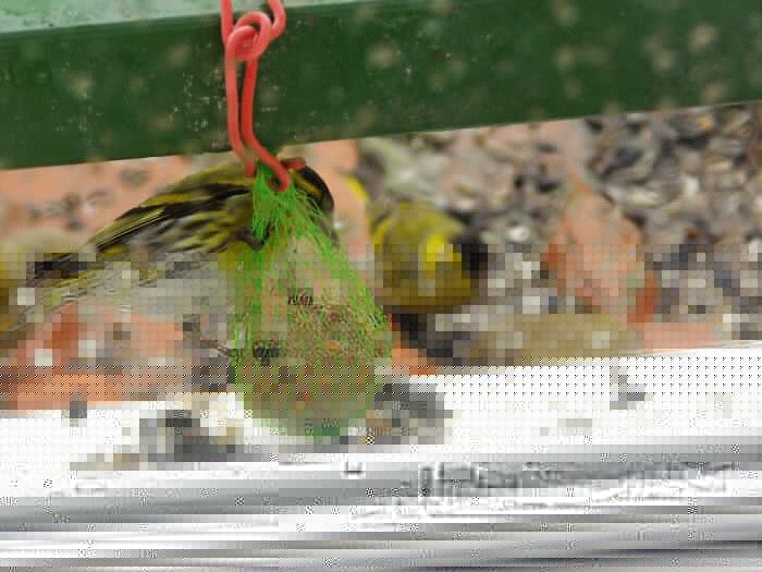 bernard l oiseau 0912129