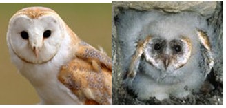 bernard l oiseau 1612124