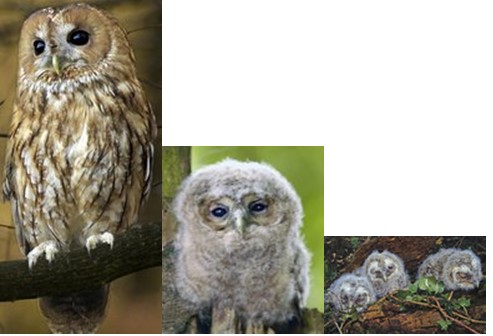 bernard l oiseau 1612125