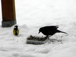 Rubrique du dimanche : « Les animaux à table chez Bernard L’oiseau »