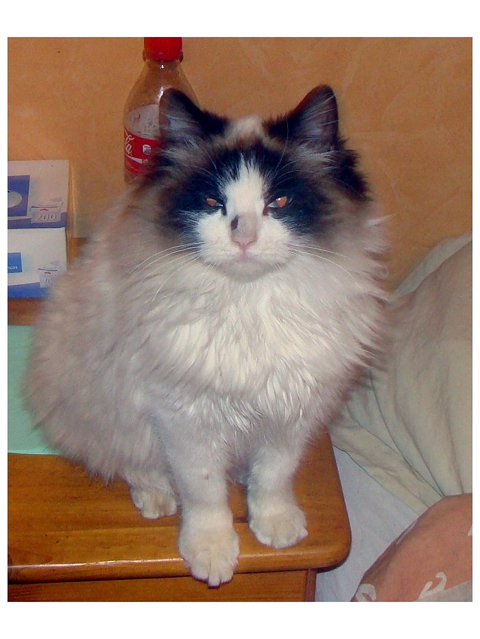 CHAT 4 01 2013