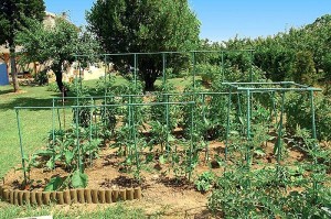 Partage entre jardiniers de Montceau-les-Mines