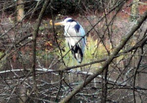 Question à Bernard l’Oiseau