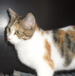 Du côté des «Cat Patt»