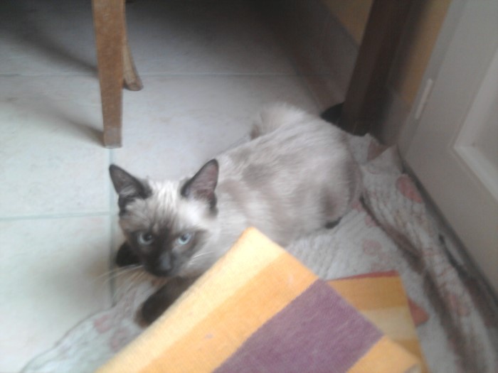 chat perdu 2701132