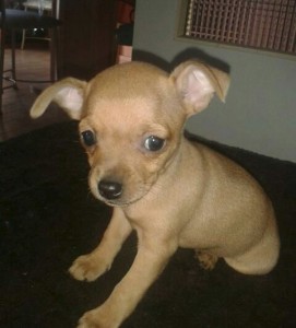 Adorable petit chiot