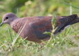 Rubrique du dimanche : « Les animaux à table chez Bernard L’oiseau »