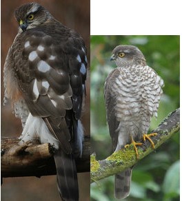 Rubrique du dimanche : « Les animaux à table chez Bernard L’oiseau »