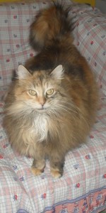 Du côté des «Cat Patt»